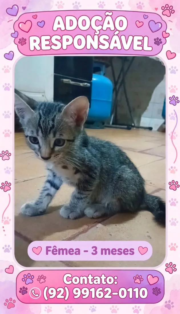 Gato raça SRD-ViraLata idade 2 a 6 meses nome Rajada