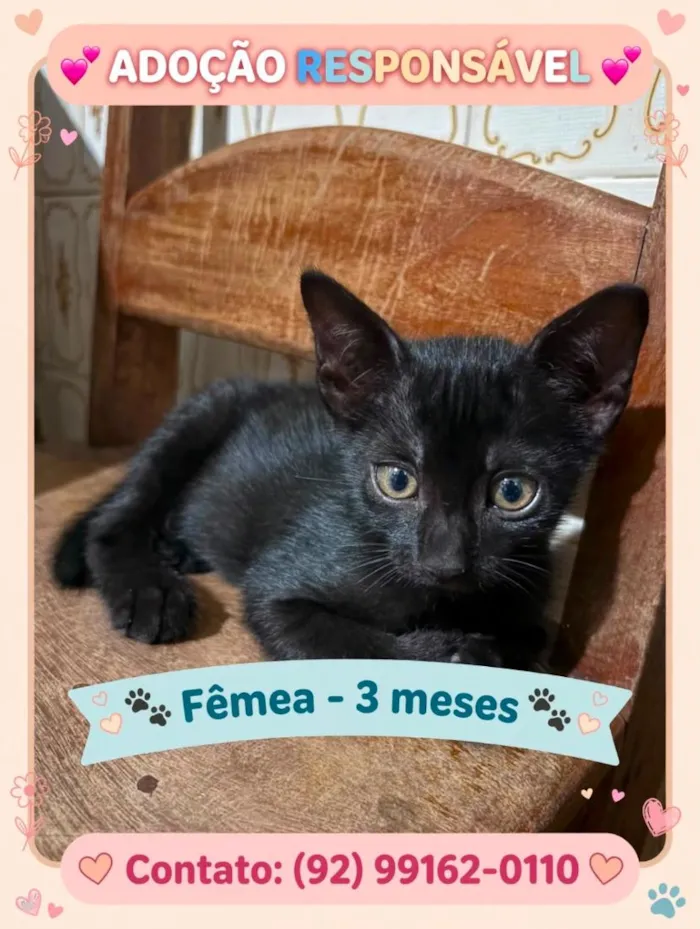 Gato raça SRD-ViraLata idade 2 a 6 meses nome Pérola Negra