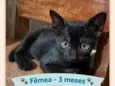 Pérola Negra