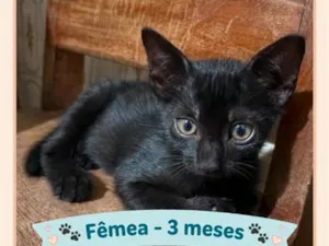 Gato raça SRD-ViraLata idade 2 a 6 meses nome Pérola Negra