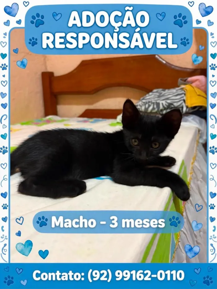 Gato raça SRD-ViraLata idade 2 a 6 meses nome Black
