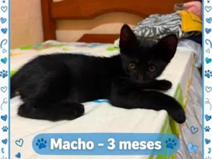 Gato raça SRD-ViraLata idade 2 a 6 meses nome Black