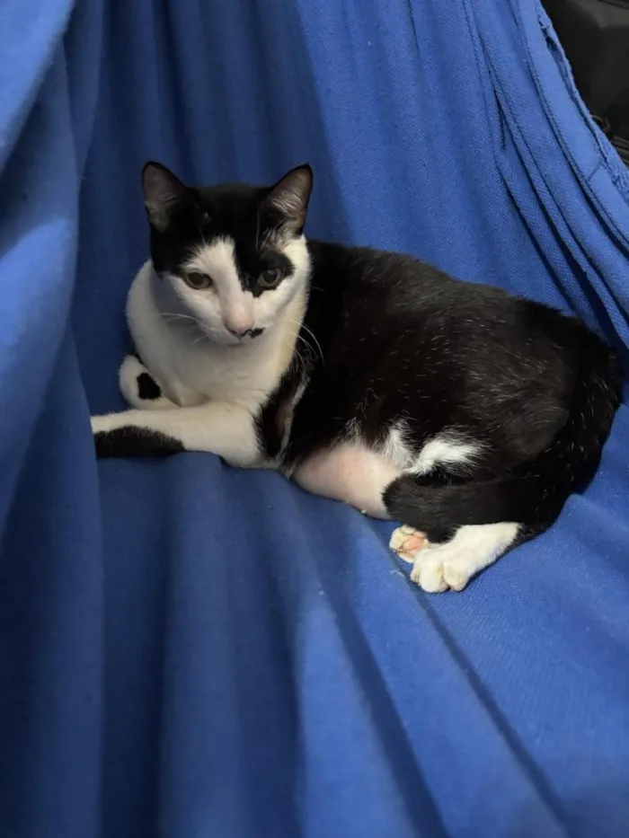 Gato raça SRD-ViraLata idade 6 ou mais anos nome Pepe
