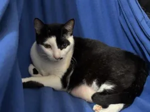 Gato raça SRD-ViraLata idade 6 ou mais anos nome Pepe