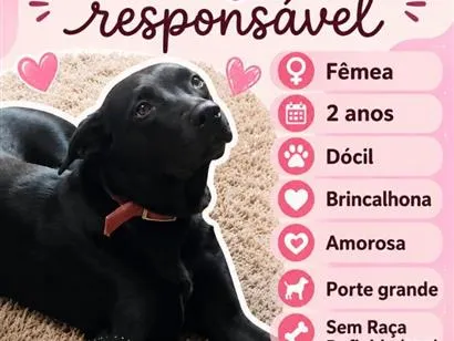 Cachorro raça SRD-ViraLata idade 2 anos nome Pandora