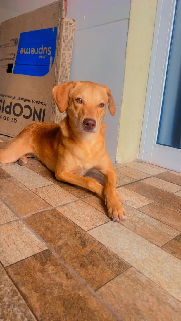 Cachorro raça SRD-ViraLata idade 1 ano nome Jade