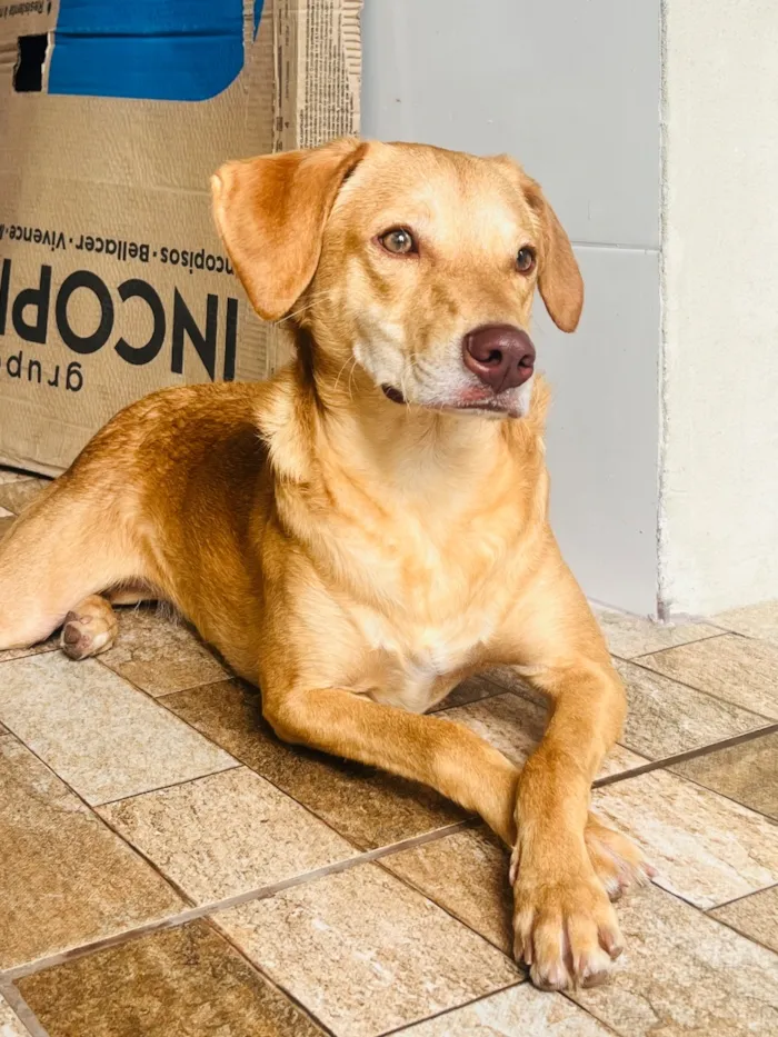 Cachorro raça SRD-ViraLata idade 1 ano nome Jade