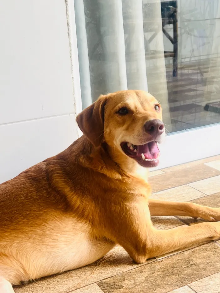 Cachorro raça SRD-ViraLata idade 1 ano nome Jade