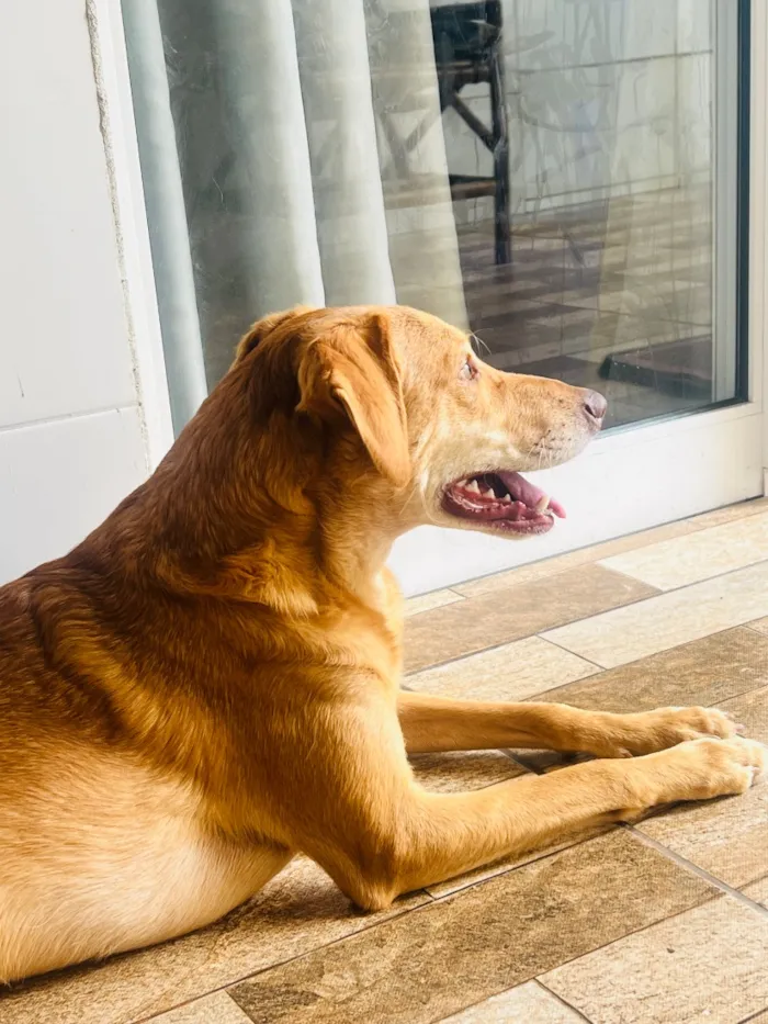 Cachorro raça SRD-ViraLata idade 1 ano nome Jade
