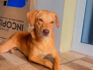 Cachorro raça SRD-ViraLata idade 1 ano nome Jade