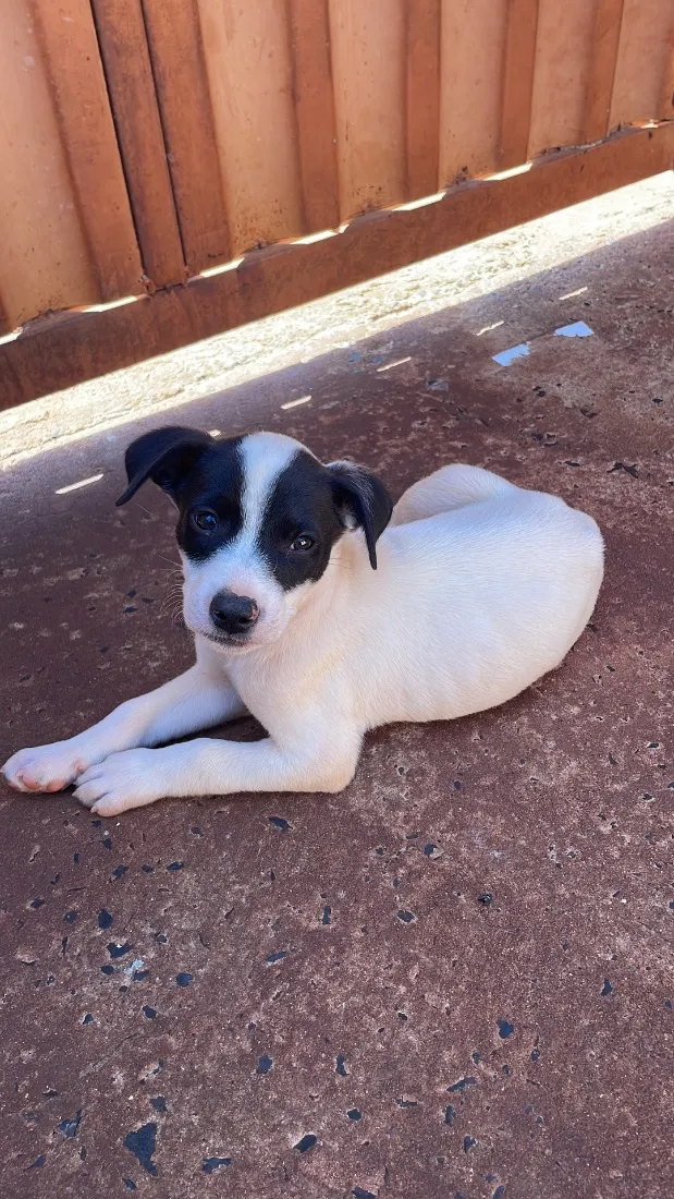 Cachorro raça SRD-ViraLata idade 2 a 6 meses nome Sem nome 