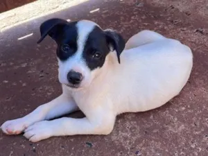Cachorro raça SRD-ViraLata idade 2 a 6 meses nome Sem nome 