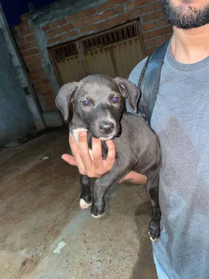Cachorro raça SRD-ViraLata idade 2 a 6 meses nome Sem nome