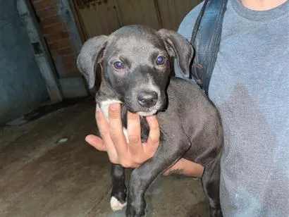 Cachorro raça SRD-ViraLata idade 2 a 6 meses nome Sem nome