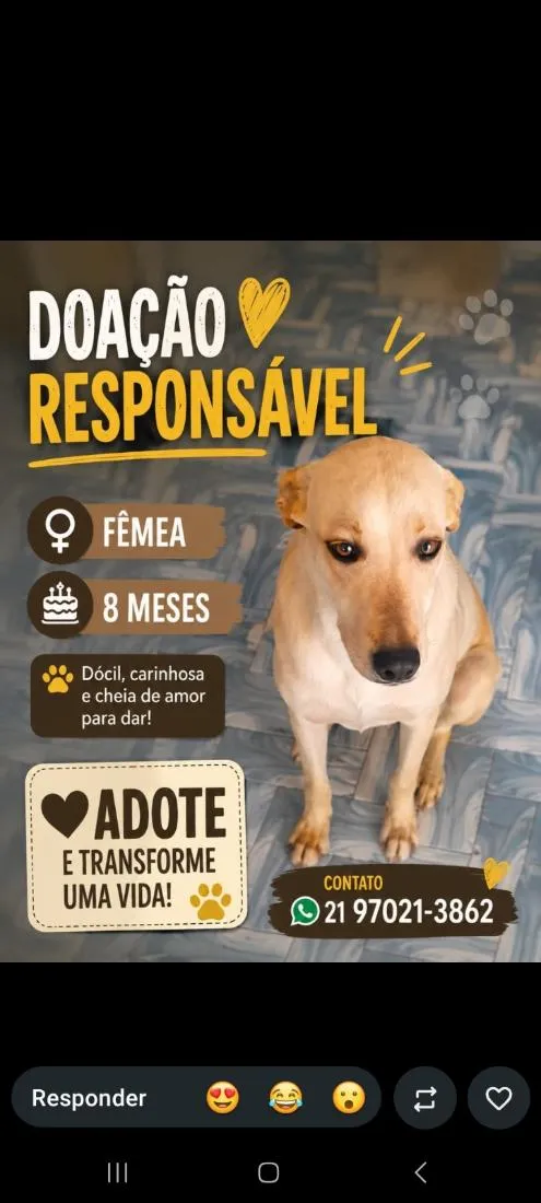 Cachorro raça SRD-ViraLata idade 7 a 11 meses nome Flora