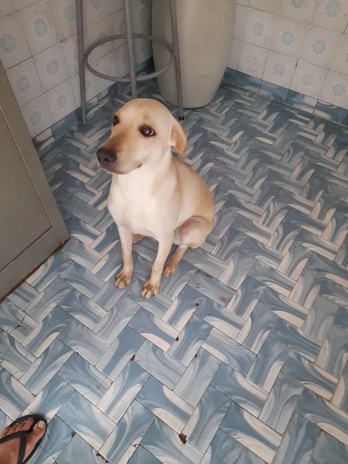 Cachorro raça SRD-ViraLata idade 7 a 11 meses nome Flora
