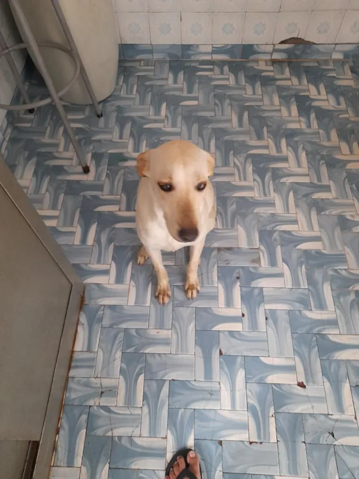 Cachorro raça SRD-ViraLata idade 7 a 11 meses nome Flora