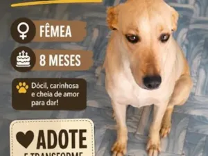 Cachorro raça SRD-ViraLata idade 7 a 11 meses nome Flora