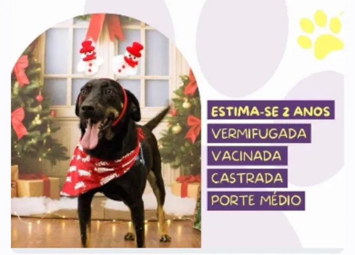 Cachorro raça SRD-ViraLata idade 2 anos nome Bel 