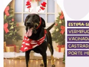 Cachorro raça SRD-ViraLata idade 2 anos nome Bel 