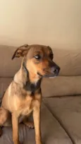 Maya 