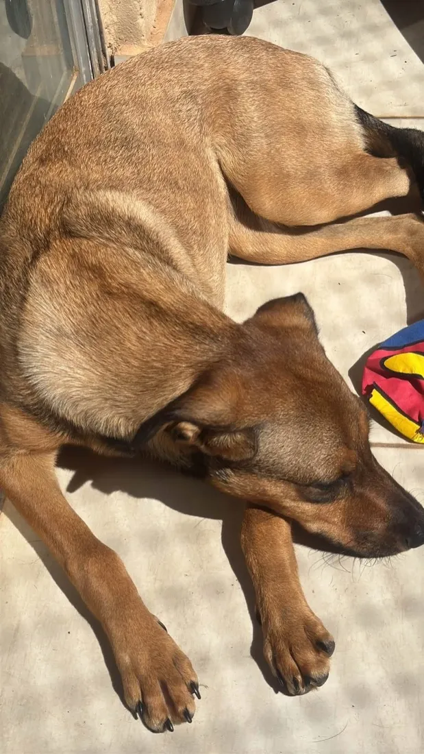 Cachorro raça SRD-ViraLata idade 7 a 11 meses nome Maya 