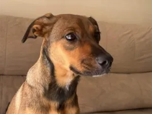 Cachorro raça SRD-ViraLata idade 7 a 11 meses nome Maya 