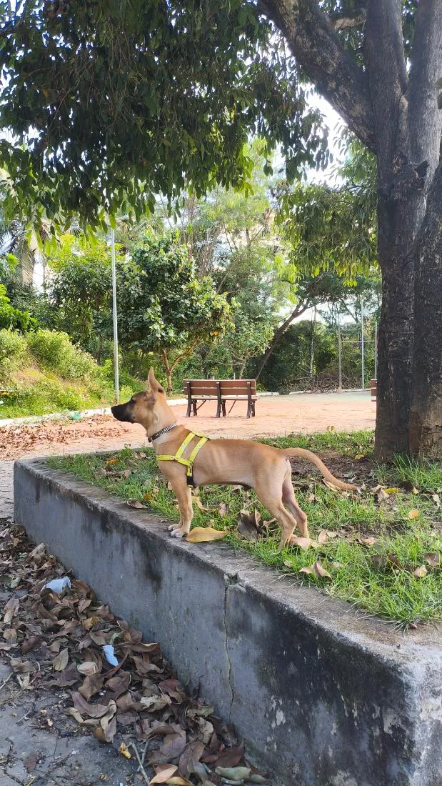 Cachorro raça SRD-ViraLata idade 7 a 11 meses nome Dexter