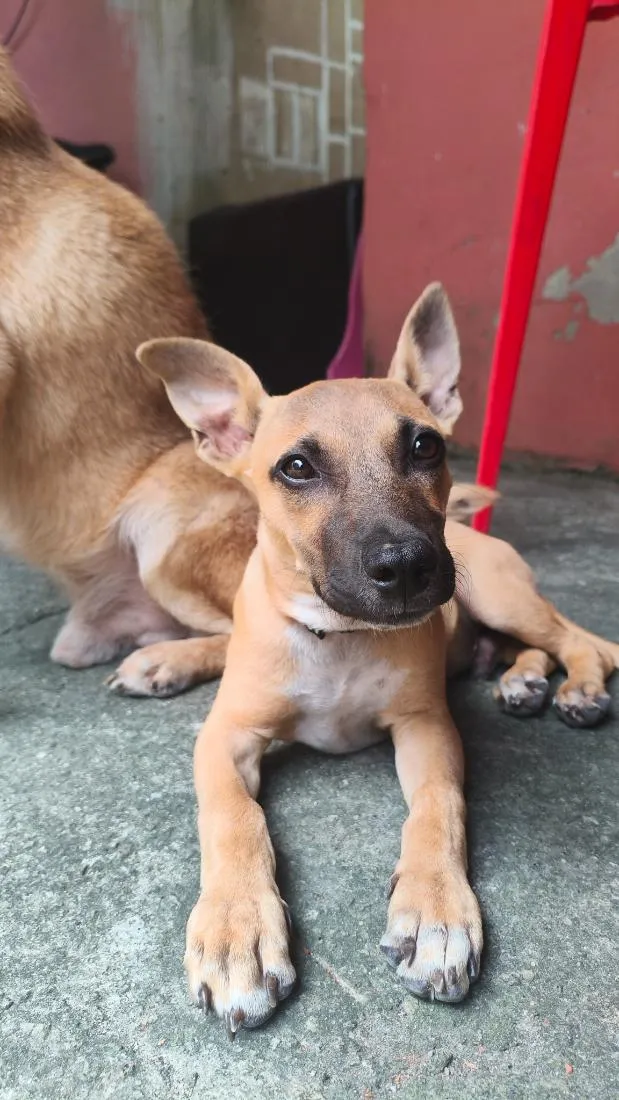 Cachorro raça SRD-ViraLata idade 7 a 11 meses nome Dexter