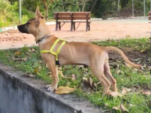 Cachorro raça SRD-ViraLata idade 7 a 11 meses nome Dexter
