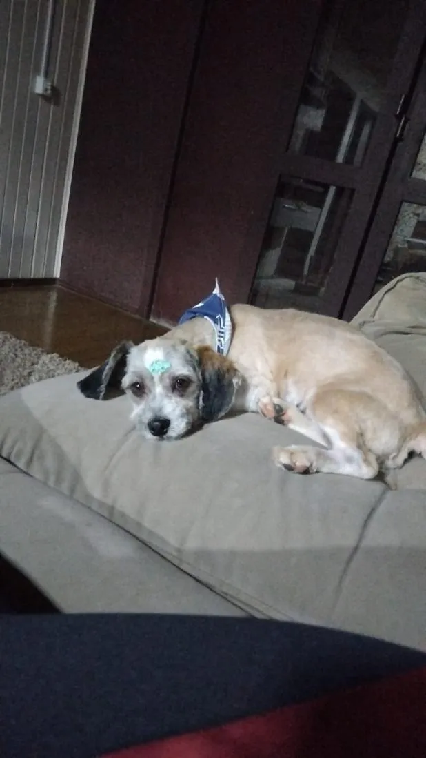 Cachorro raça Shitzu idade 7 a 11 meses nome Miles
