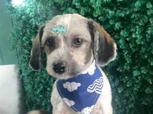 Cachorro raça Shitzu idade 7 a 11 meses nome Miles