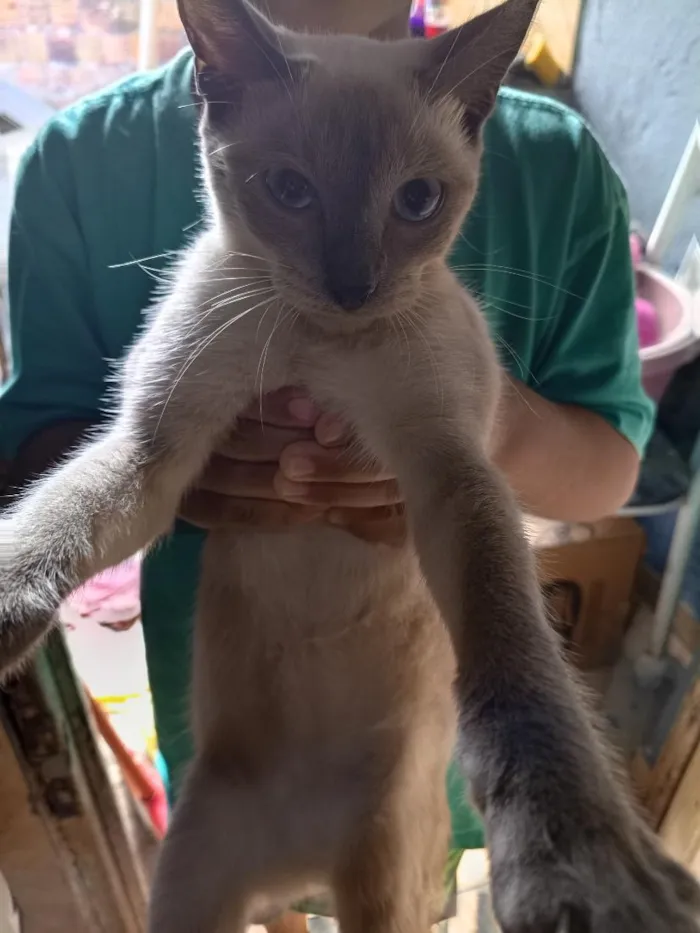 Gato raça Siamês idade 2 a 6 meses nome branquinha 