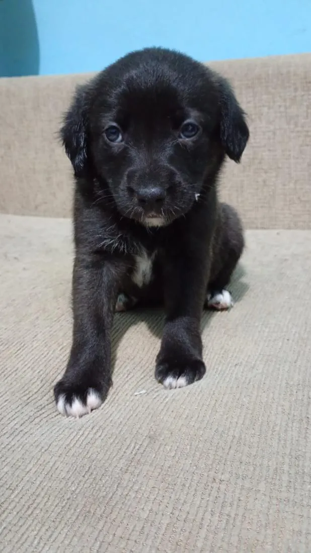 Cachorro raça SRD-ViraLata idade Abaixo de 2 meses nome Nala