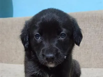 Cachorro raça SRD-ViraLata idade Abaixo de 2 meses nome Nala