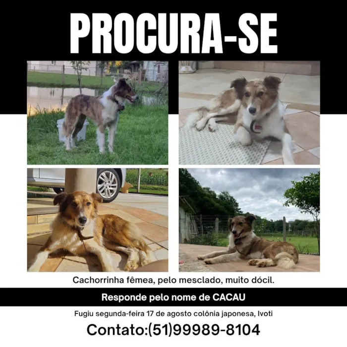 Cachorro raça SRD-ViraLata idade 6 ou mais anos nome Cacau