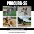 Cacau