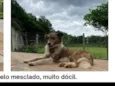 Cacau