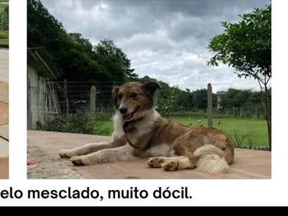 Cachorro raça SRD-ViraLata idade 6 ou mais anos nome Cacau