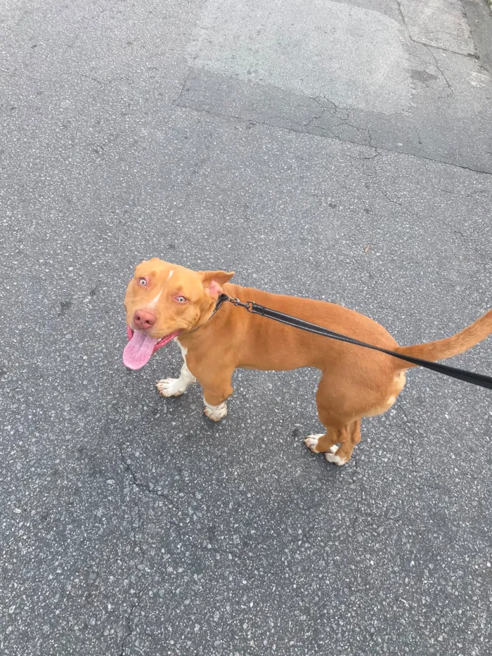 Cachorro raça SRD-ViraLata idade 1 ano nome Betove