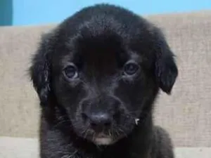 Cachorro raça SRD-ViraLata idade Abaixo de 2 meses nome Nala
