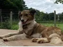 Cachorro raça SRD-ViraLata idade 6 ou mais anos nome Cacau