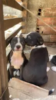 Cachorrinhos