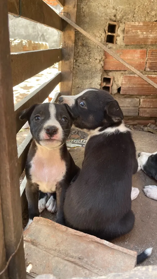 Cachorro raça SRD-ViraLata idade Abaixo de 2 meses nome Cachorrinhos