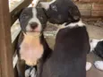 Cachorrinhos