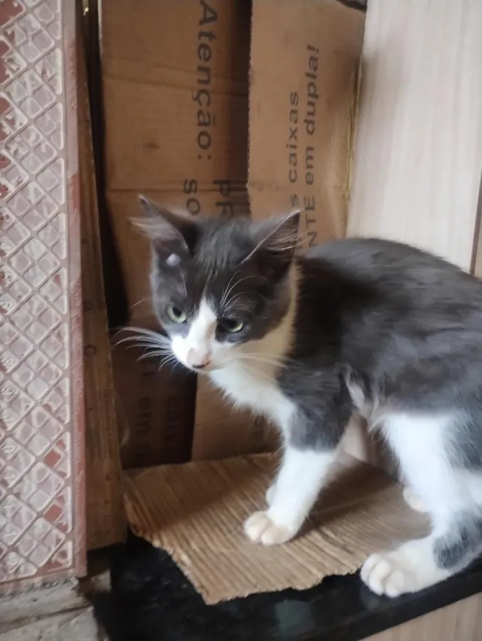Gato raça SRD-ViraLata idade 2 a 6 meses nome Soninha e seus filhos 