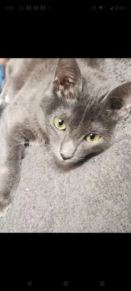 Gato raça SRD-ViraLata idade 2 a 6 meses nome Soninha e seus filhos 