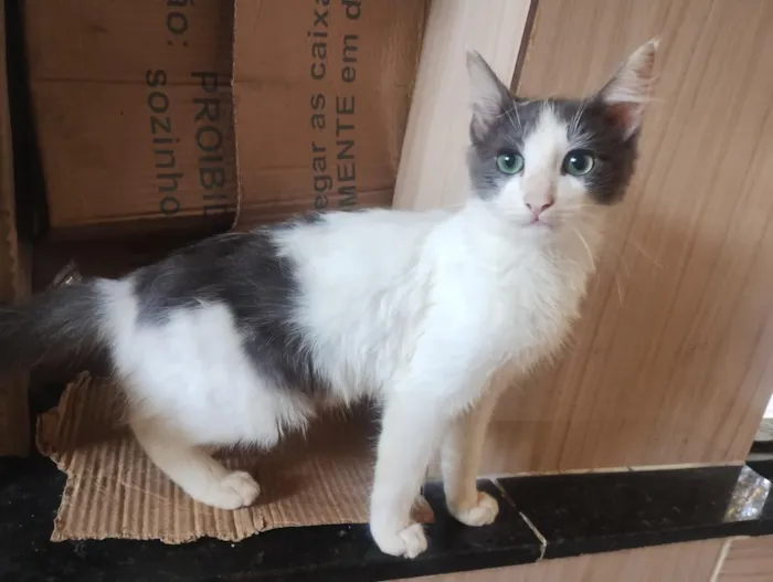 Gato raça SRD-ViraLata idade 2 a 6 meses nome Soninha e seus filhos 