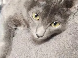 Gato raça SRD-ViraLata idade 2 a 6 meses nome Soninha e seus filhos 