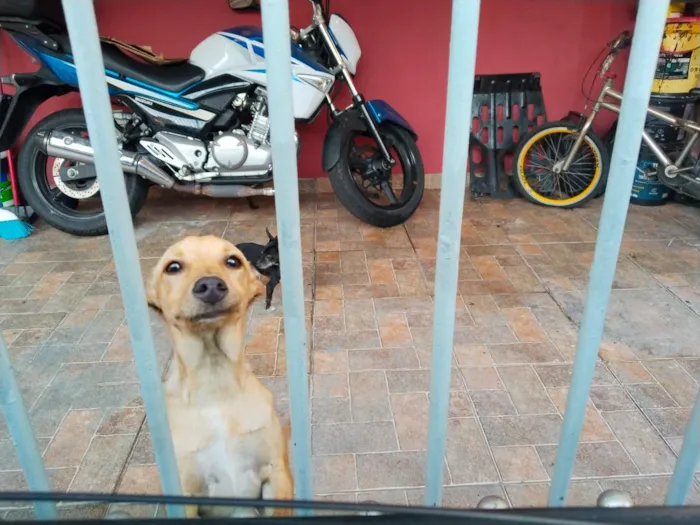 Cachorro raça SRD-ViraLata idade 1 ano nome Diana 